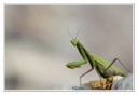 Insectes