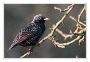 Oiseaux