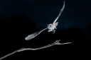 Photo IR