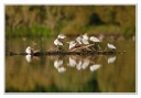 Plumes et eau