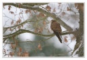 Rapaces