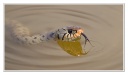 Reptiles & Amphibiens